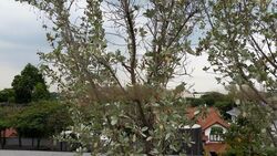 Kew Drive (D16), Detached #484467341